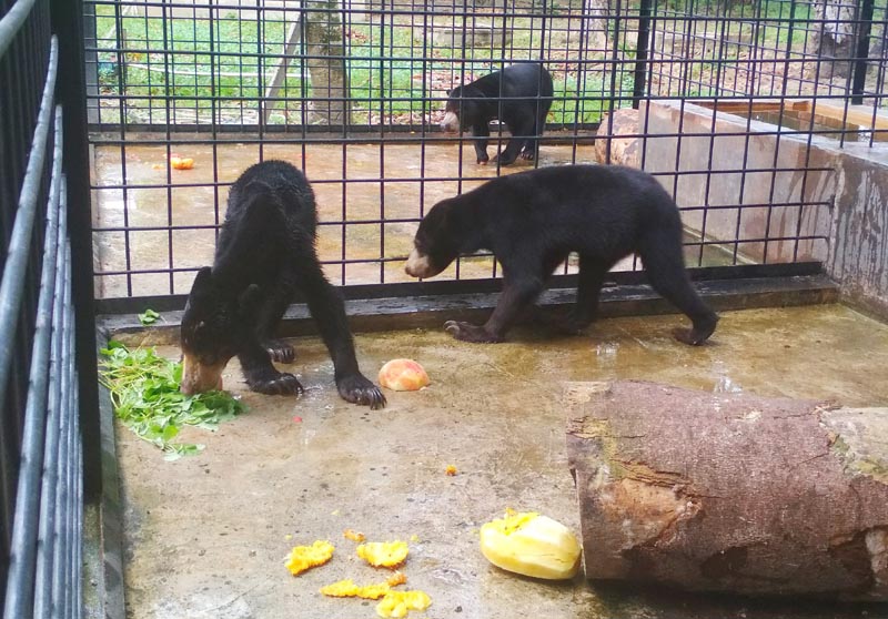 Terkait Pembunuhan Beruang Madu, BBKSDA Riau Dinilai Kurang Sosialisasi ke Masyarakat